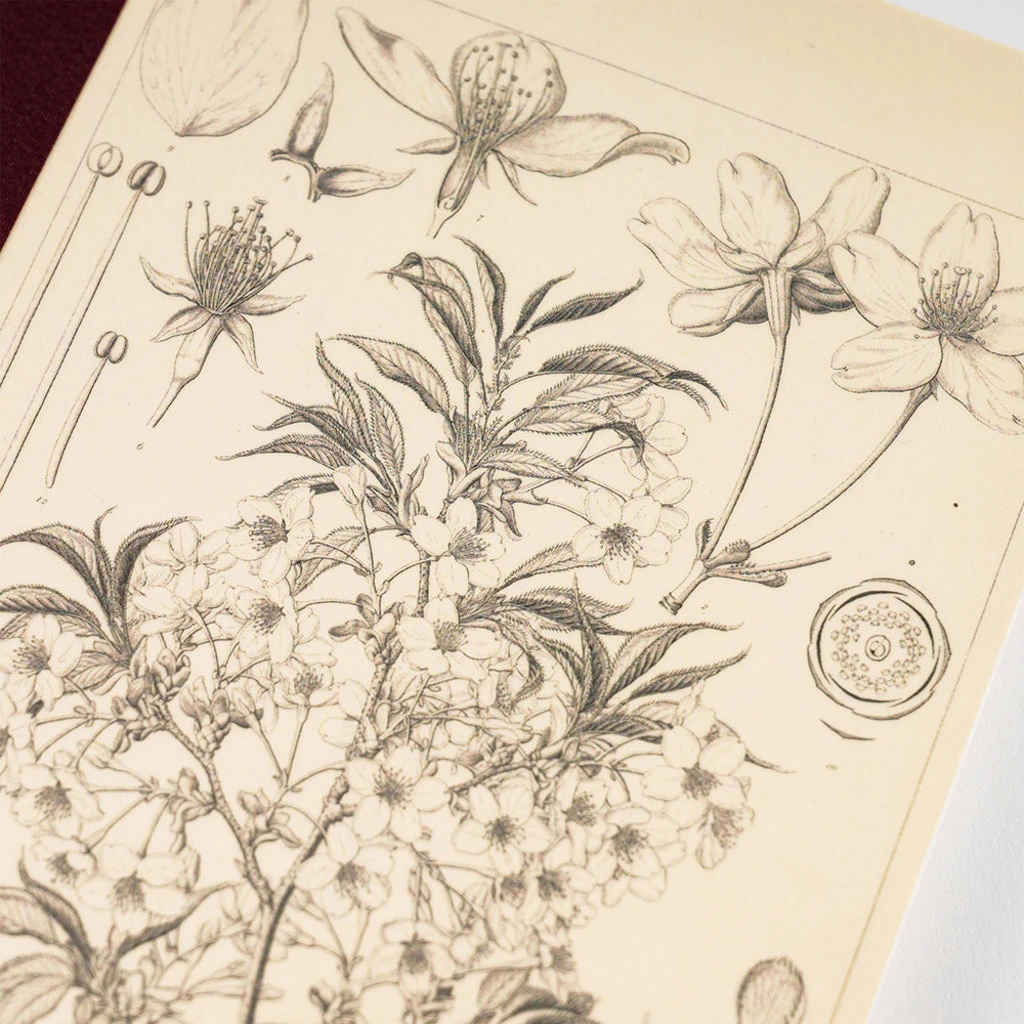 Hobonichi Plain Notebook Yamazakura A5 6 Hobonichi Plain Notebook Yamazakura A5 - Image 6