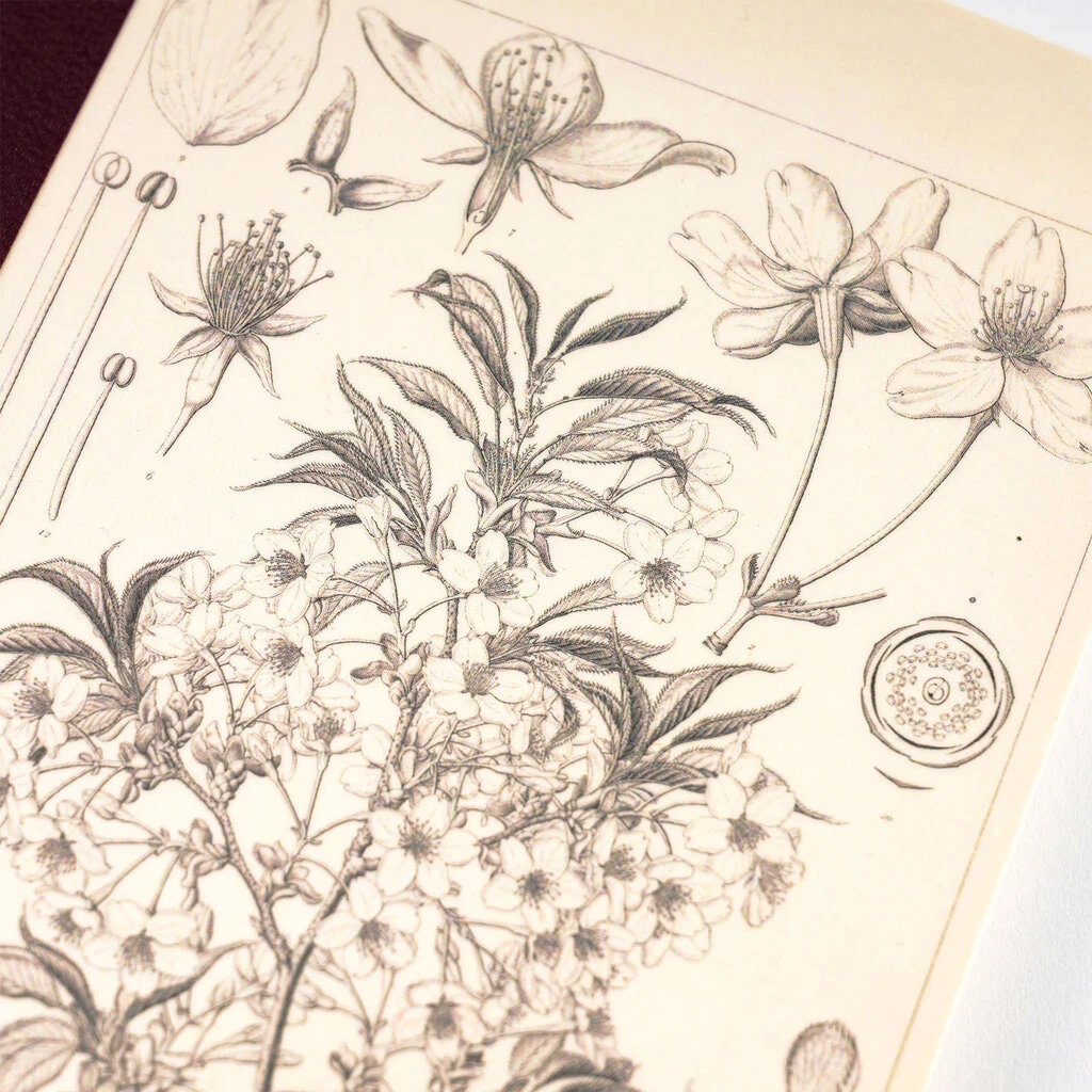 Hobonichi Plain Notebook Yamazakura A6 7 Hobonichi Plain Notebook Yamazakura A6 - Image 7