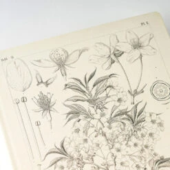 [sold Out] [ENG] HON A5 Tomitaro Makino 2024 Hobonichi Techo -Stationery Shop hobonichi sold out eng hon a5 tomitaro makino 2024 7