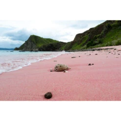 [coming Soon] Platinum #3776 Sands Of Komodo Fountain Pen -Stationery Shop platinum coming soon platinum 3776 sands of komodo 2